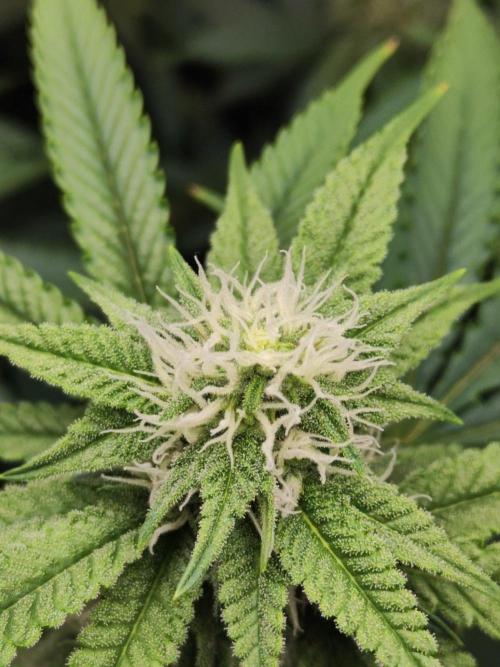 X55 240W LED. Week 7