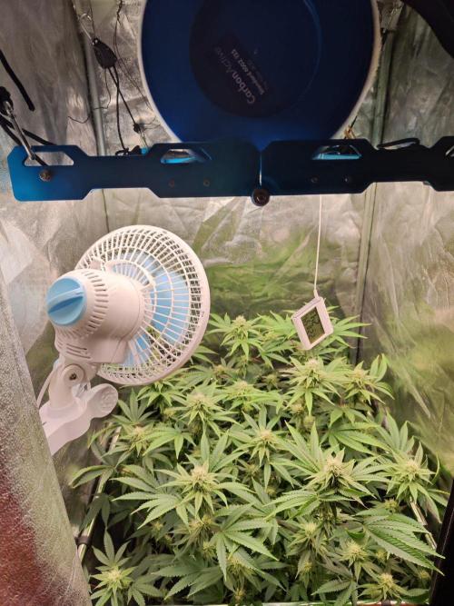 Banana Gold Rush. Week 7