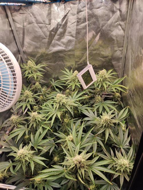 Banana Gold Rush. Week 8