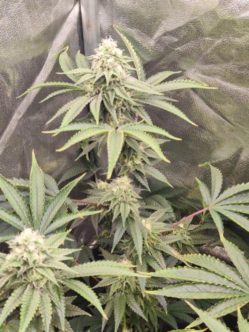 Banana Gold Rush. Week 8