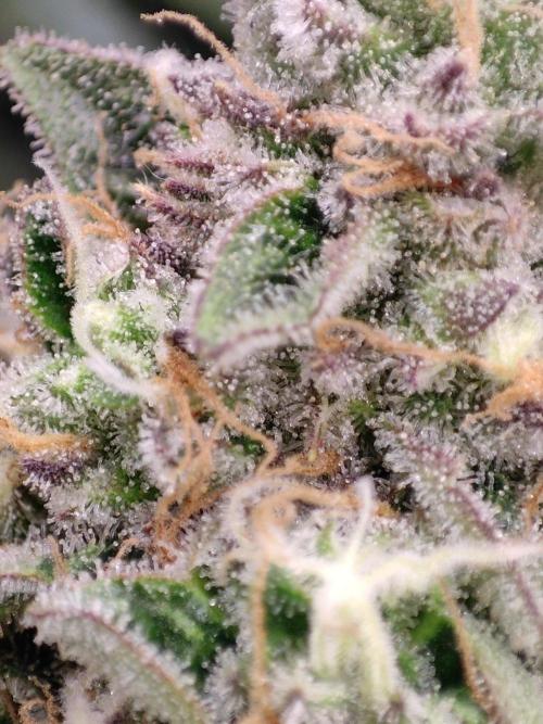 Banana Gold Rush. Week 10