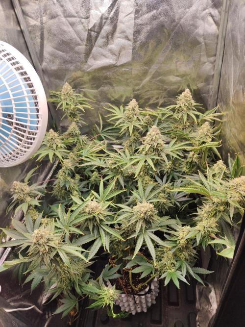 Banana Gold Rush. Week 10
