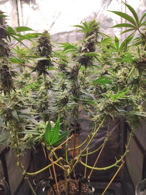 Banana Gold Rush. Week 10