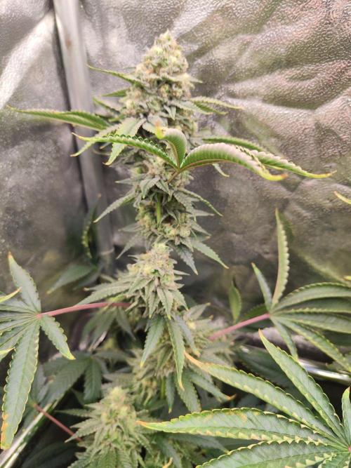 Banana Gold Rush. Week 10