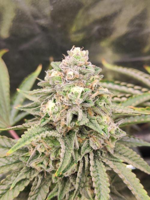 Banana Gold Rush. Week 10