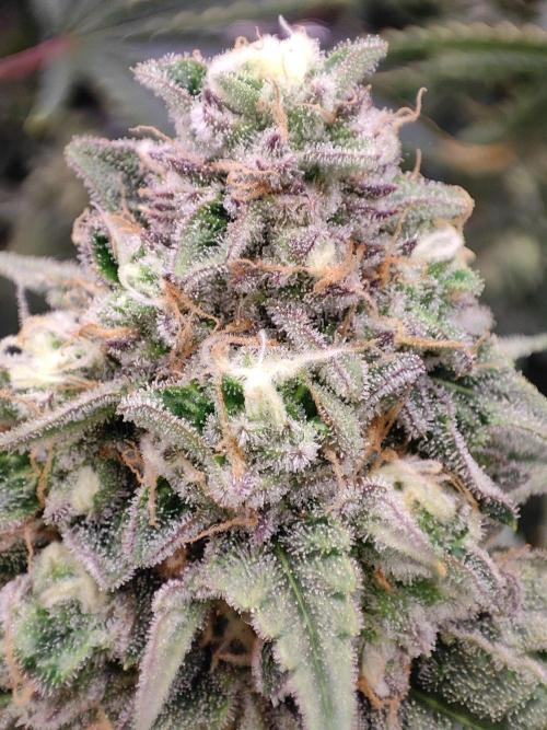 Banana Gold Rush. Week 10
