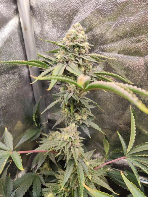 Banana Gold Rush. Week 10