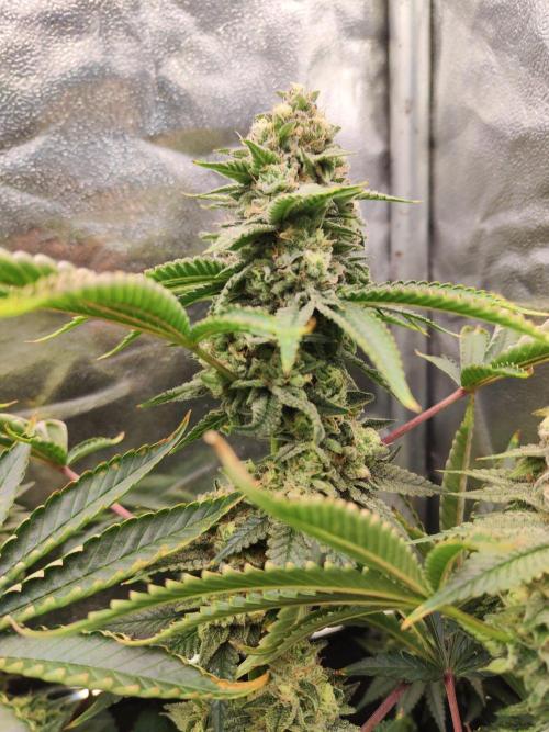 Banana Gold Rush. Week 10