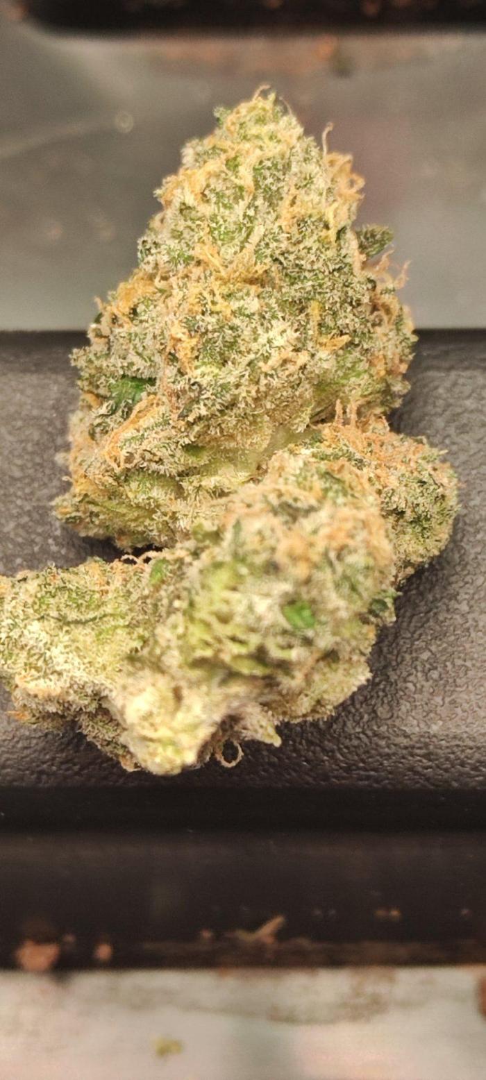 Banana Gold Rush. Week 11