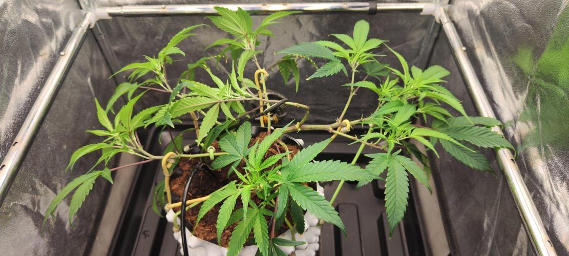 Apple Fritter. Week 3
