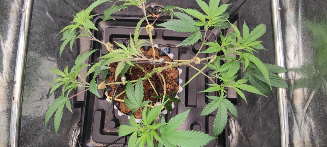 Apple Fritter. Week 3