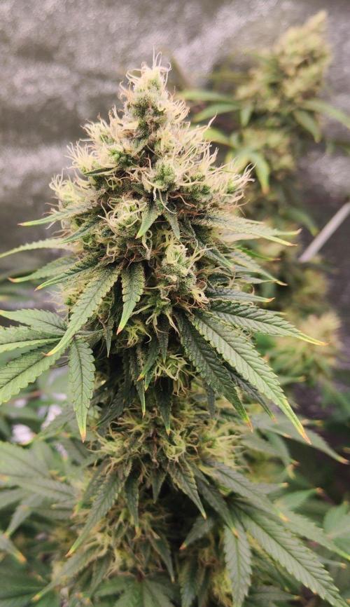 Apple Fritter. Week 3