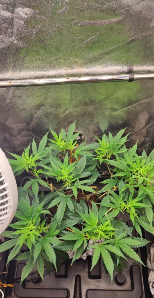 Apple Fritter. Week 4