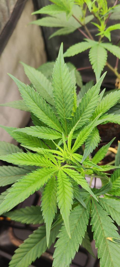 Apple Fritter. Week 4