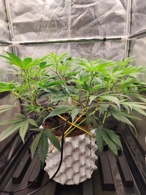 Apple Fritter. Week 4