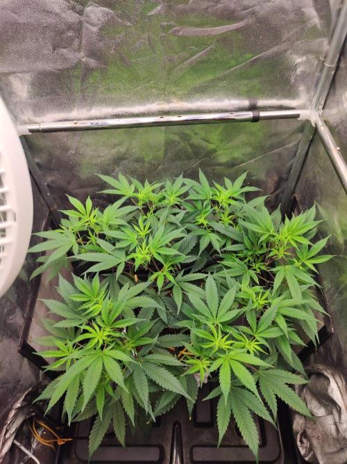 Apple Fritter. Week 4