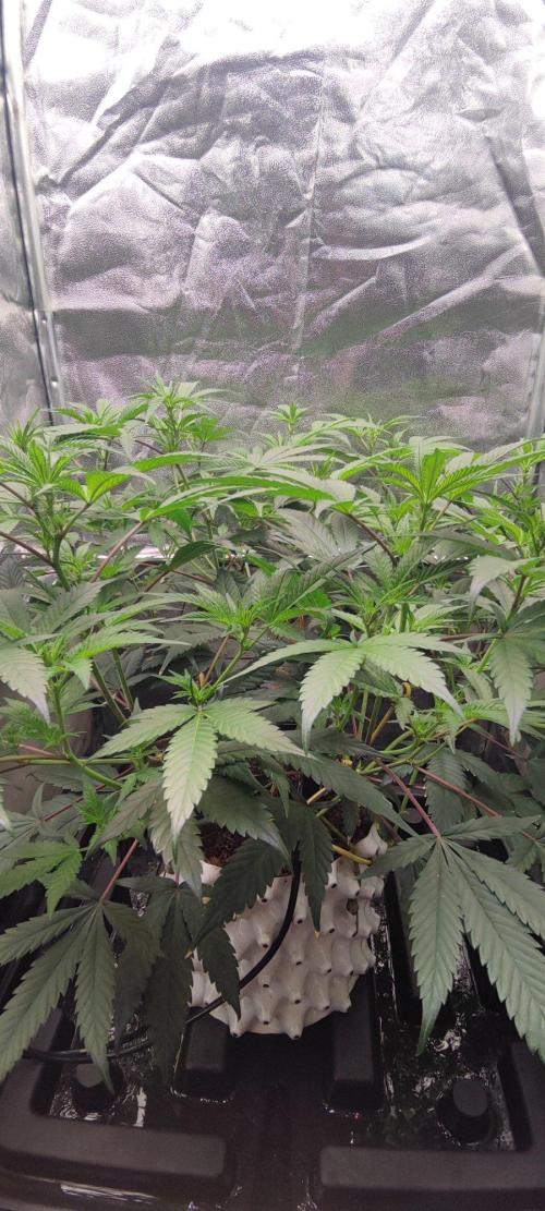 Apple Fritter. Week 5