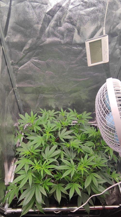 Apple Fritter. Week 5
