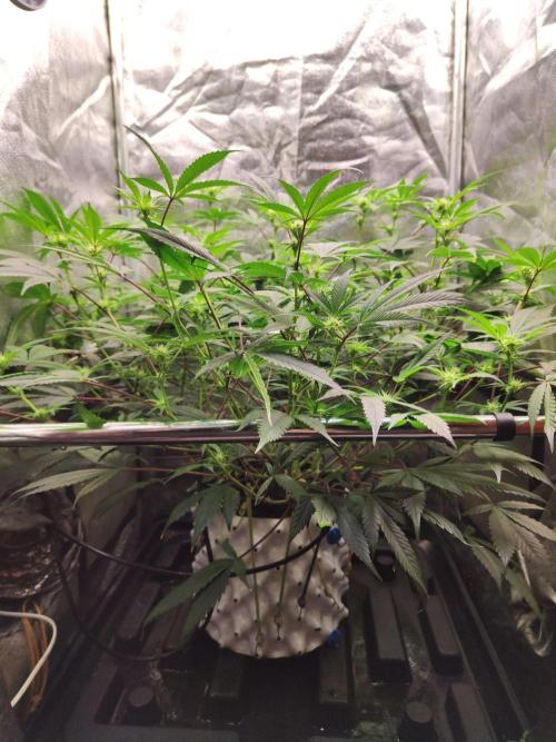 Apple Fritter. Week 6