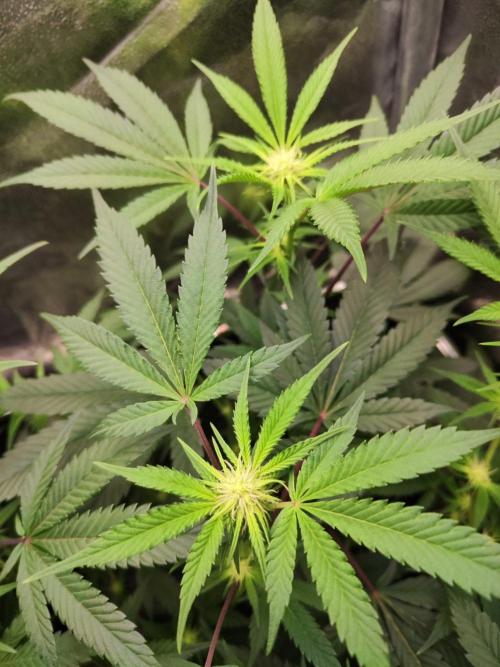 Apple Fritter. Week 6