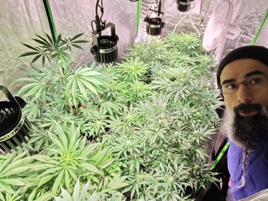 CULTIVO 2026 FEMINIZADAS. Week 7