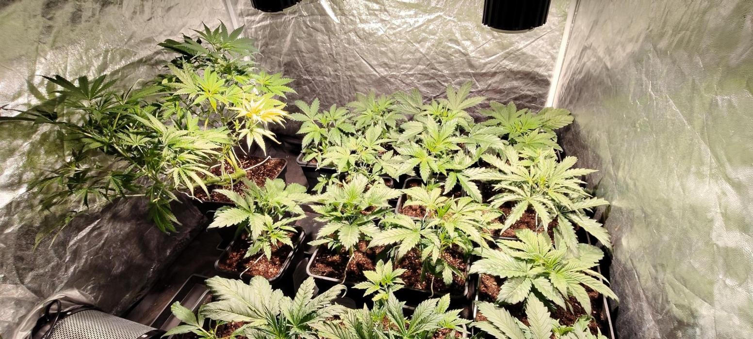 CULTIVO 2026 AUTO. Week 1