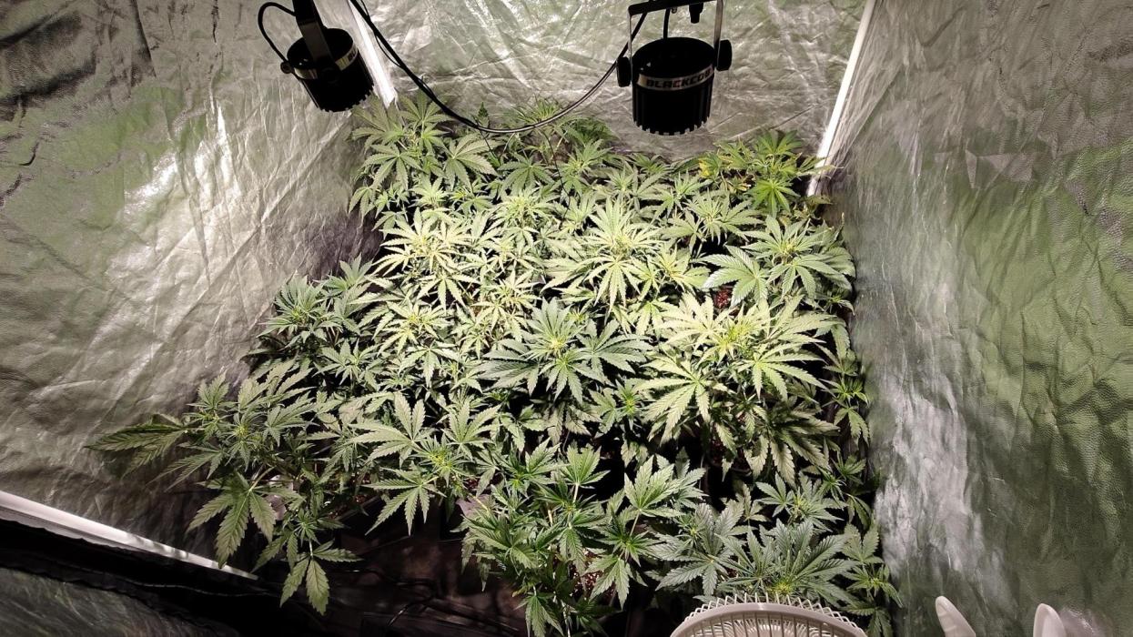 CULTIVO 2026 AUTO. Week 2