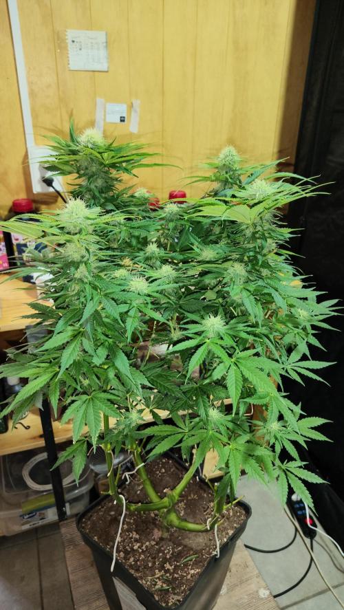CULTIVO 2026 FEMINIZADAS. Week 8 - Banana beach