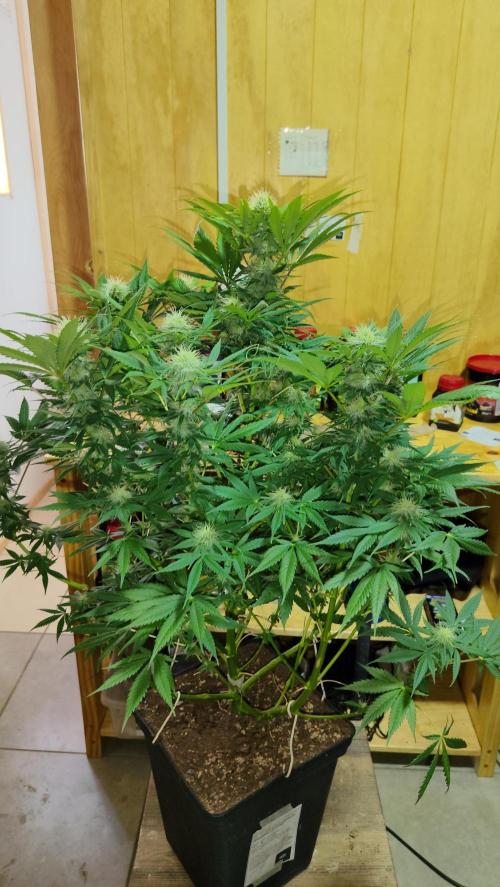 CULTIVO 2026 FEMINIZADAS. Week 8 - Banana beach 