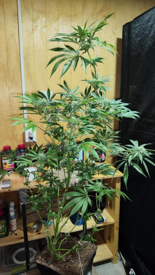 CULTIVO 2026 FEMINIZADAS. Week 8