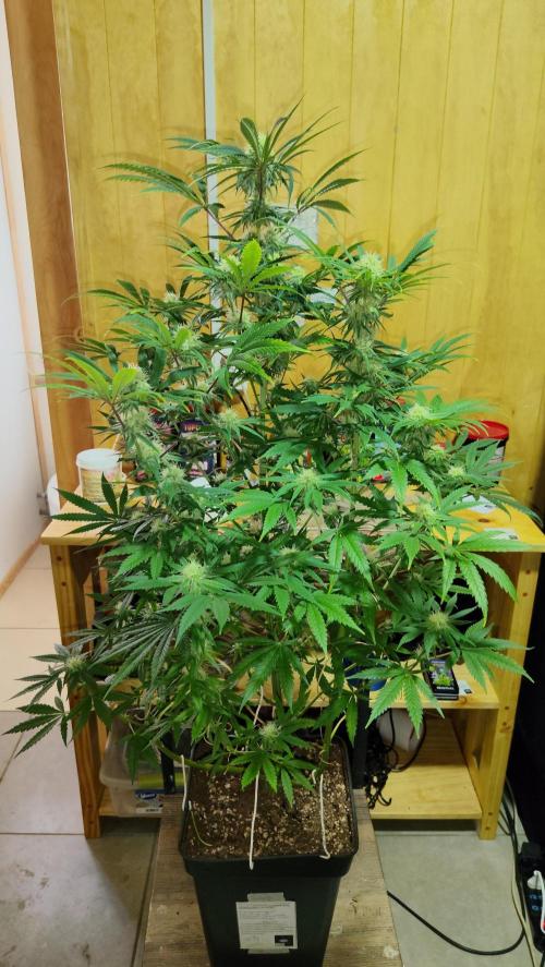 CULTIVO 2026 FEMINIZADAS. Week 8
