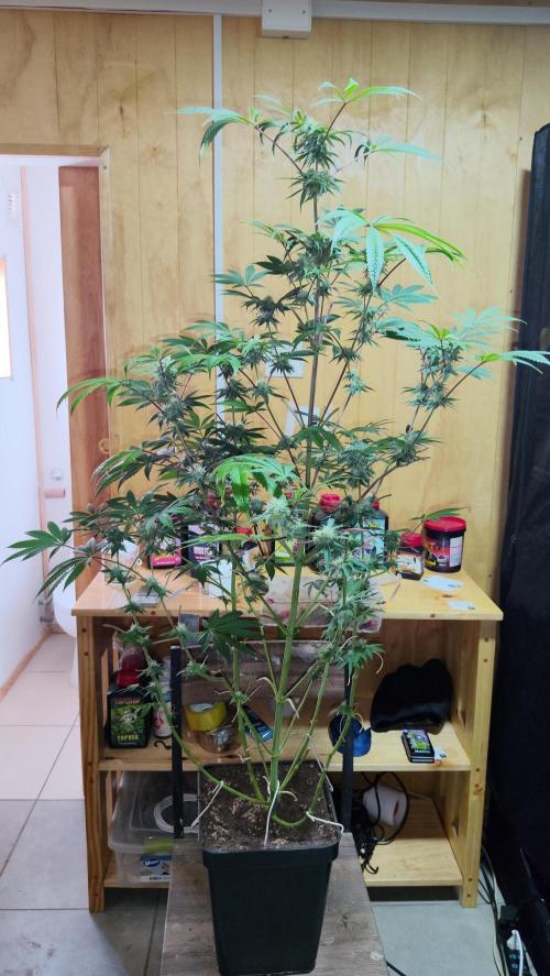 CULTIVO 2026 FEMINIZADAS. Week 8