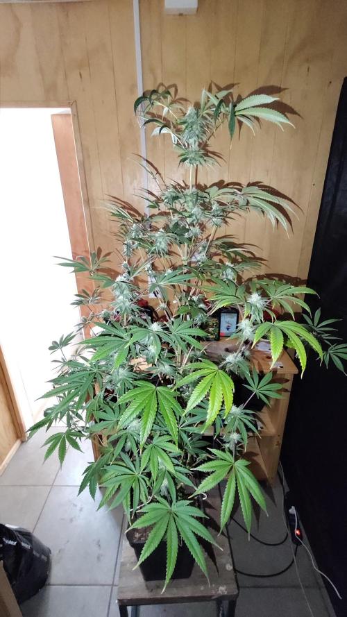 CULTIVO 2026 FEMINIZADAS. Week 8
