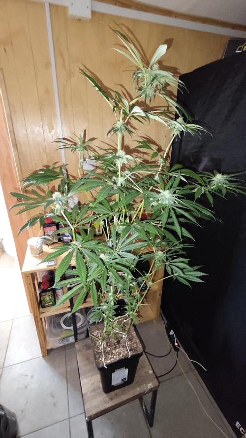 CULTIVO 2026 FEMINIZADAS. Week 8