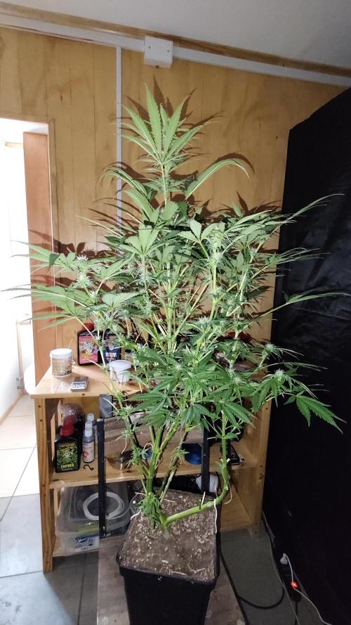 CULTIVO 2026 FEMINIZADAS. Week 8