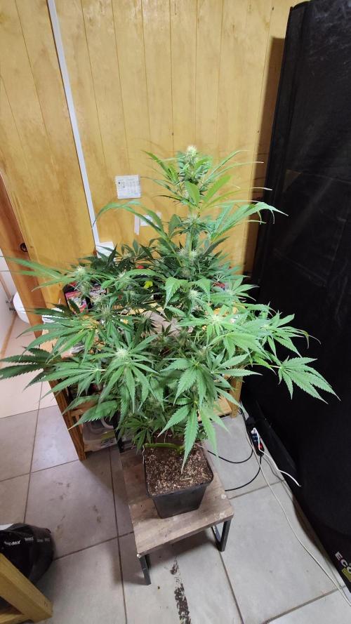 CULTIVO 2026 FEMINIZADAS. Week 8