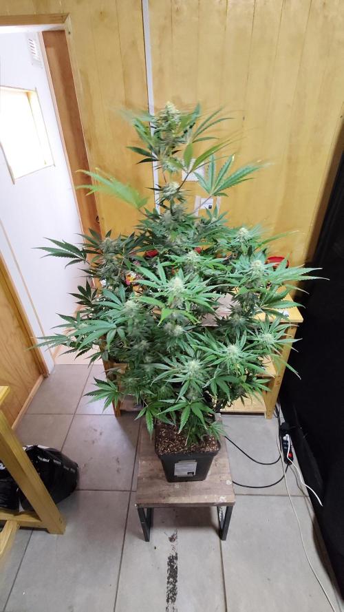 CULTIVO 2026 FEMINIZADAS. Week 8