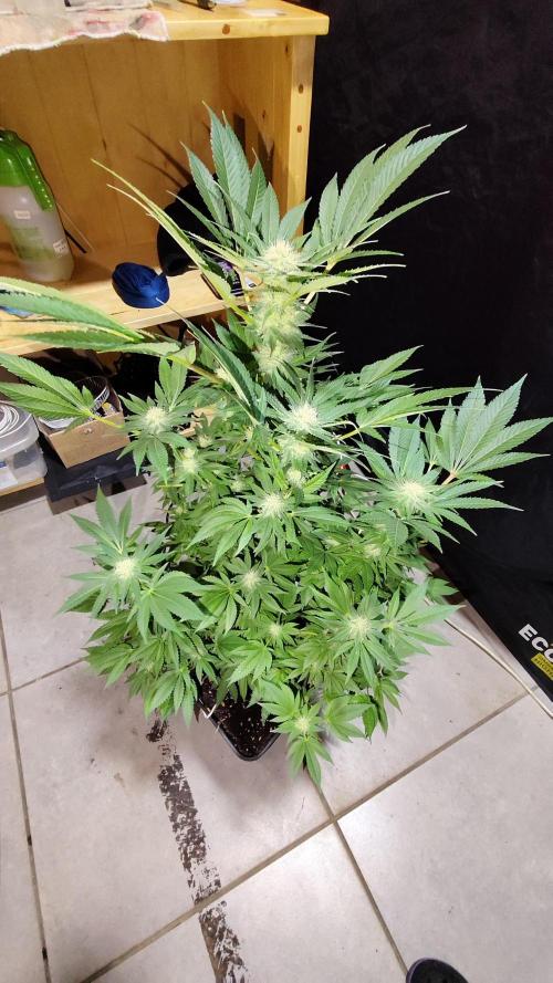 CULTIVO 2026 FEMINIZADAS. Week 8 - Banana beach 