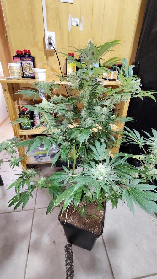 CULTIVO 2026 FEMINIZADAS. Week 8