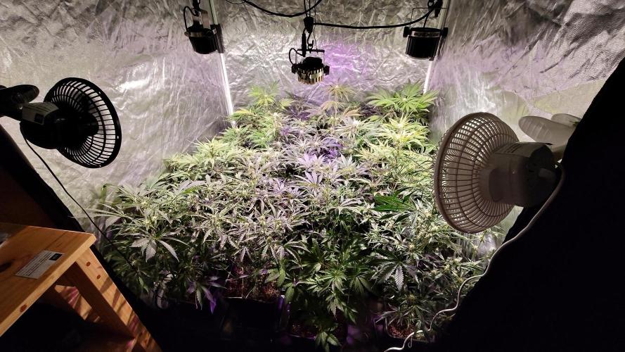 CULTIVO 2026 AUTO. Week 3