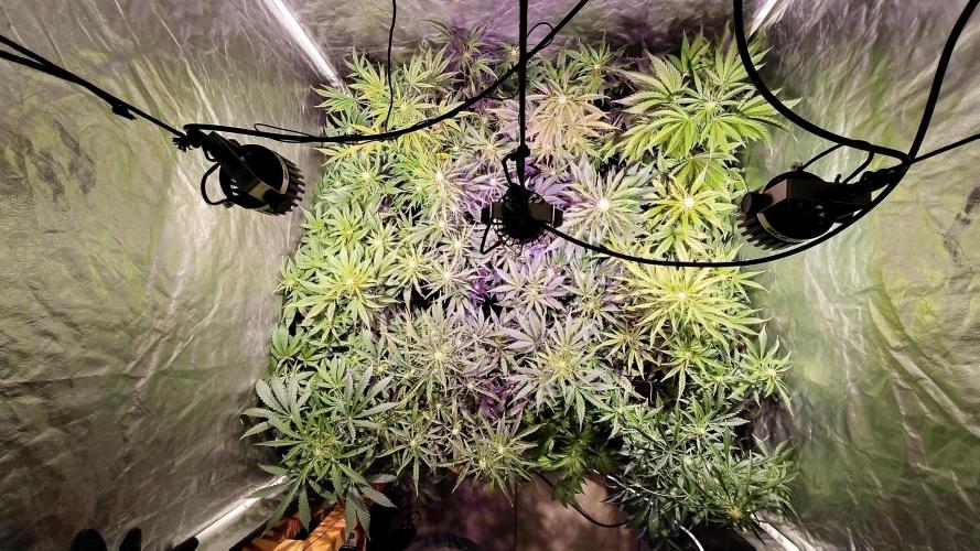 CULTIVO 2026 AUTO. Week 3