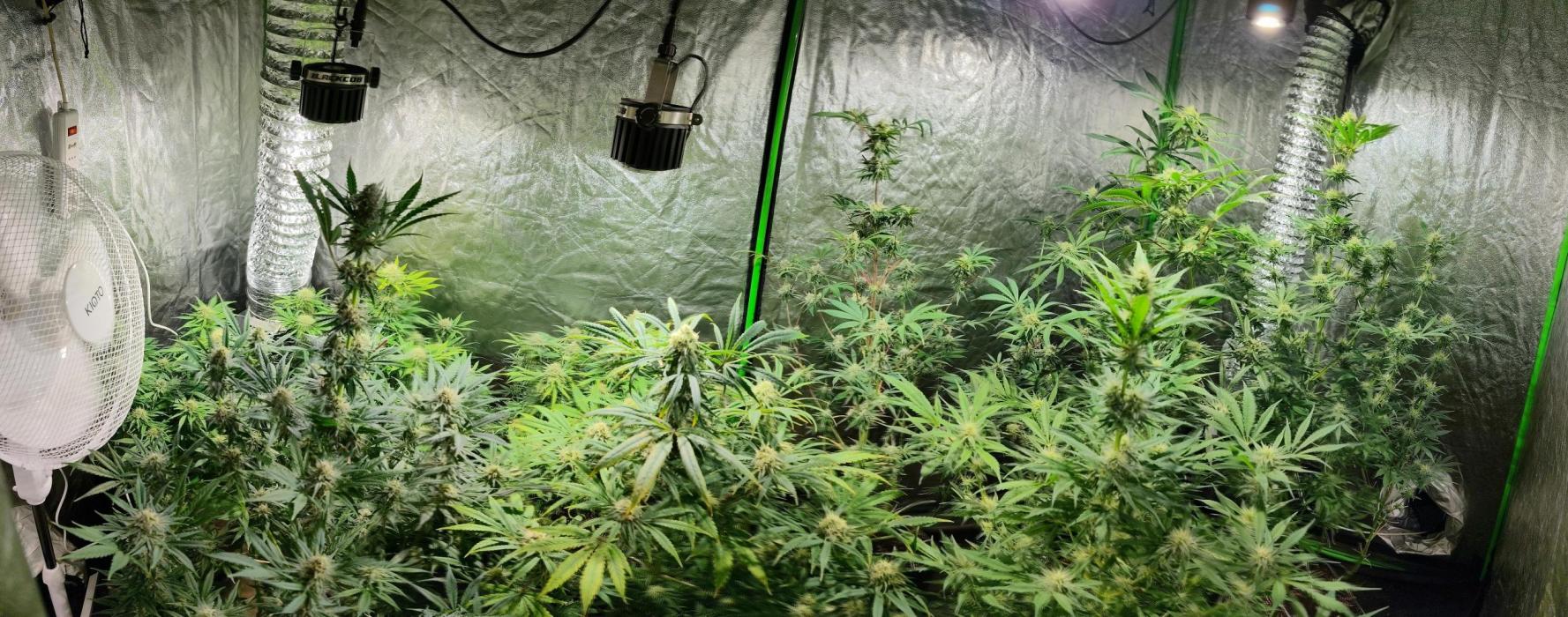 CULTIVO 2026 FEMINIZADAS. Week 9