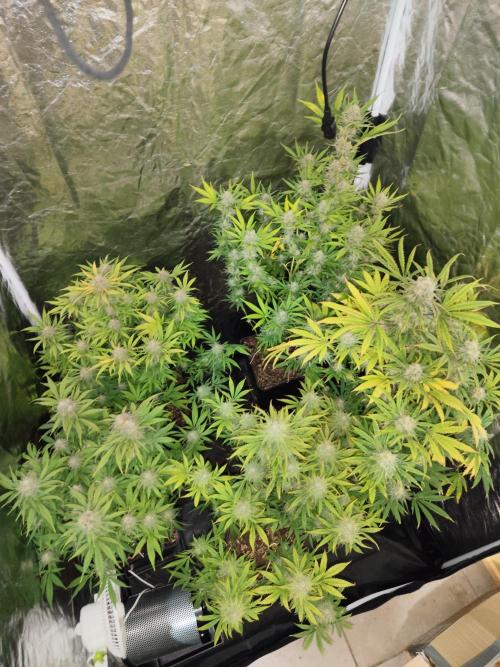 CULTIVO 2026 FEMINIZADAS. Week 10 - Listas para el corte 