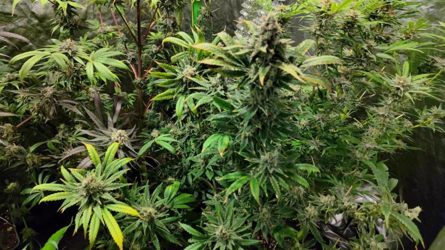 CULTIVO 2026 AUTO