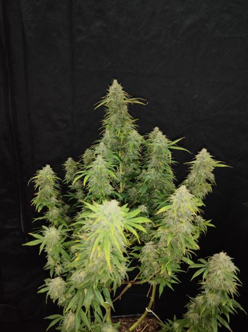CULTIVO 2026 FEMINIZADAS. Week 10 - Banana beach 
10 semanas