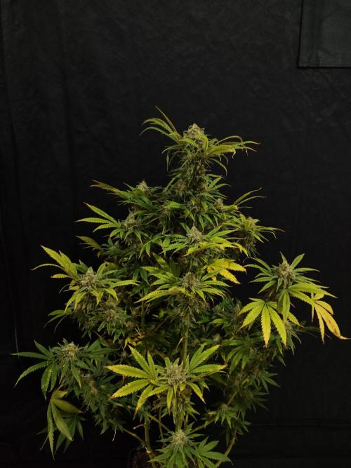 CULTIVO 2026 FEMINIZADAS. Week 10 - Northen lights x Amnesia
10 semanas