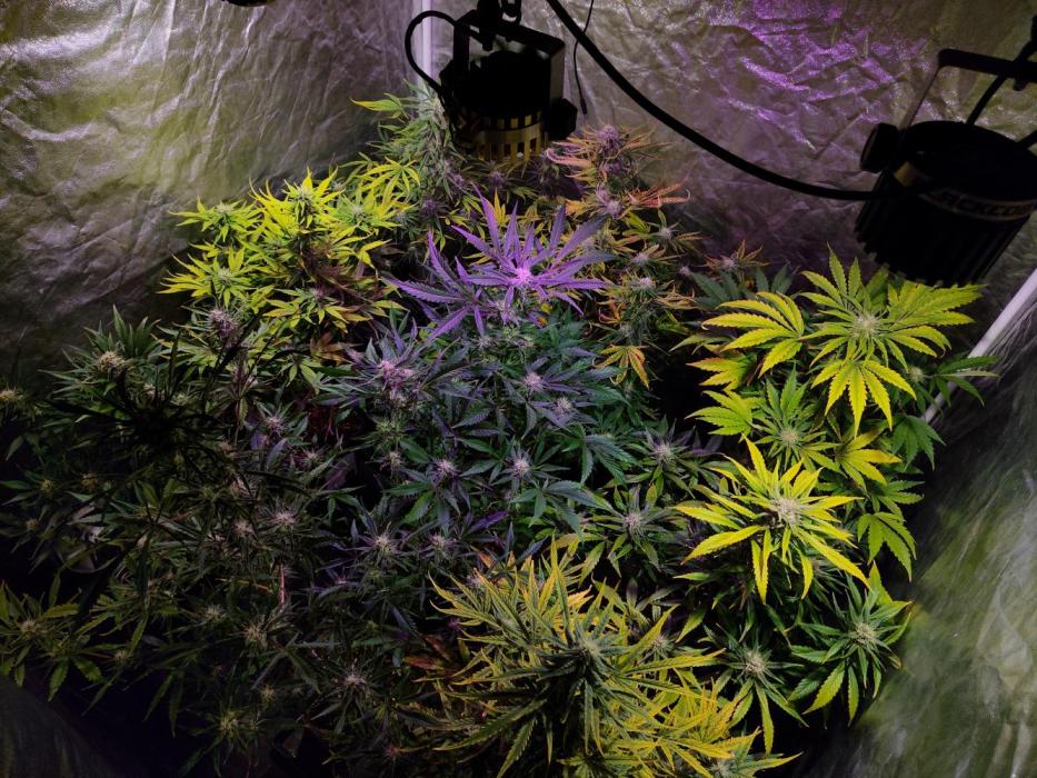 CULTIVO 2026 AUTO. Week 5