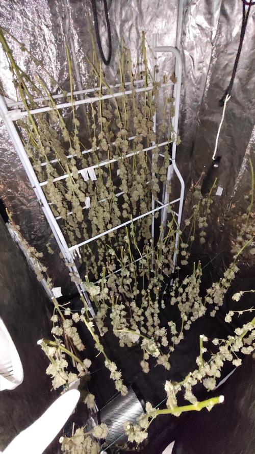 CULTIVO 2026 FEMINIZADAS. Week 11