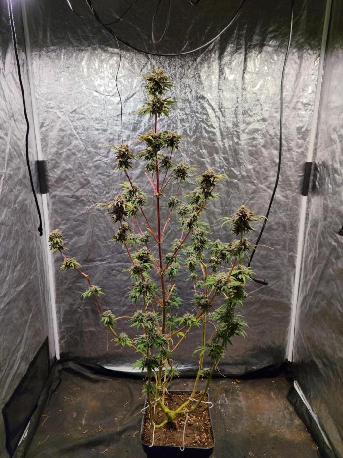 CULTIVO 2026 FEMINIZADAS. Week 11