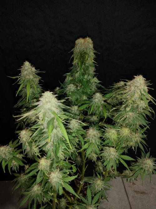 CULTIVO 2026 FEMINIZADAS. Week 11 - 1 🍌